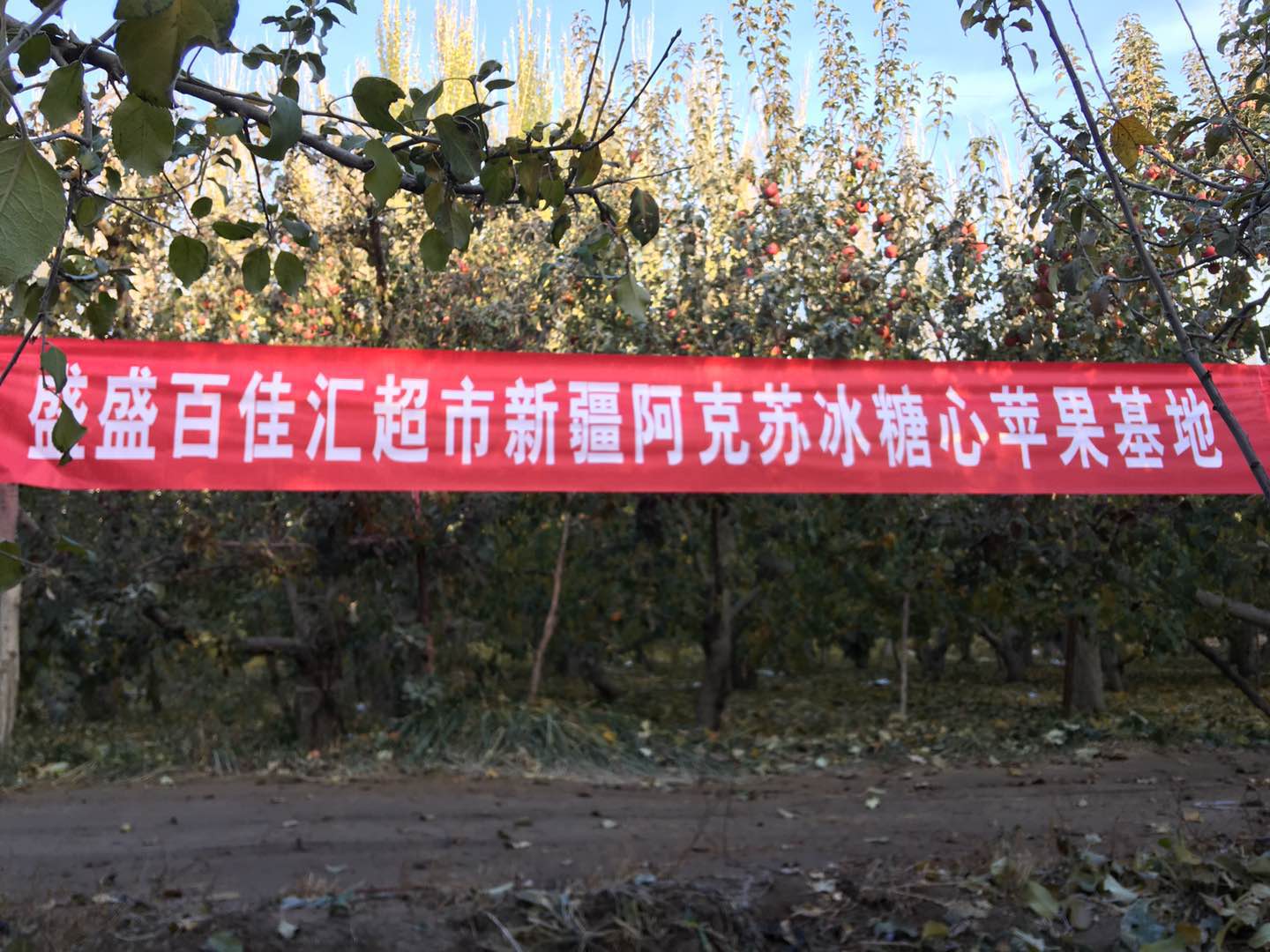 百佳彙新疆阿克蘇冰糖心蘋果基地(dì / de)